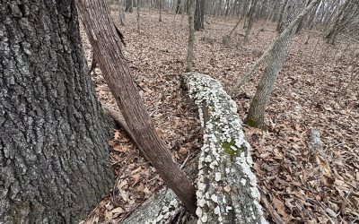 Grounding in the Woods and Fire: Touchstones of Endurance