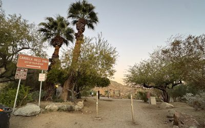 Looking Up: What Trees Teach Me About Strength, Change, and Grace